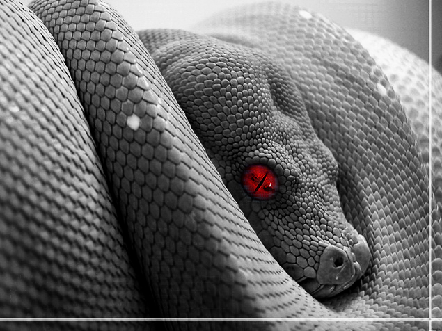 snake-slither-poison-evil.jpg