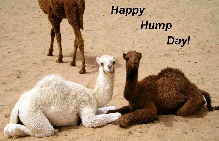 53640-Happy-Hump-Day.jpg